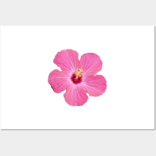 Dark Pink Hibiscus Flower Posters and Art